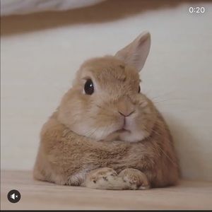 Meet your Posher, Rumple